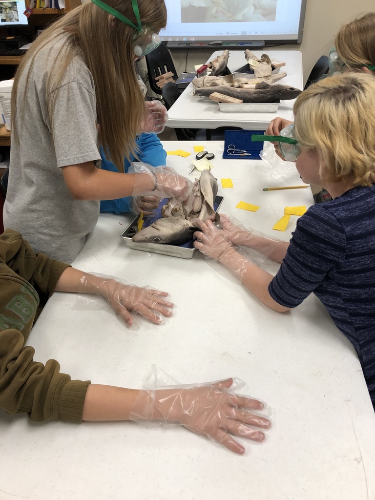 6th grade dissecting Sharks in Science this week. 