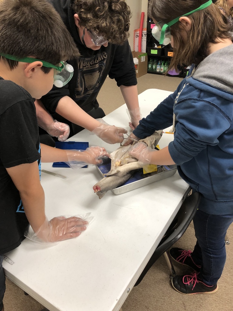 6th grade dissecting Sharks in Science this week. 