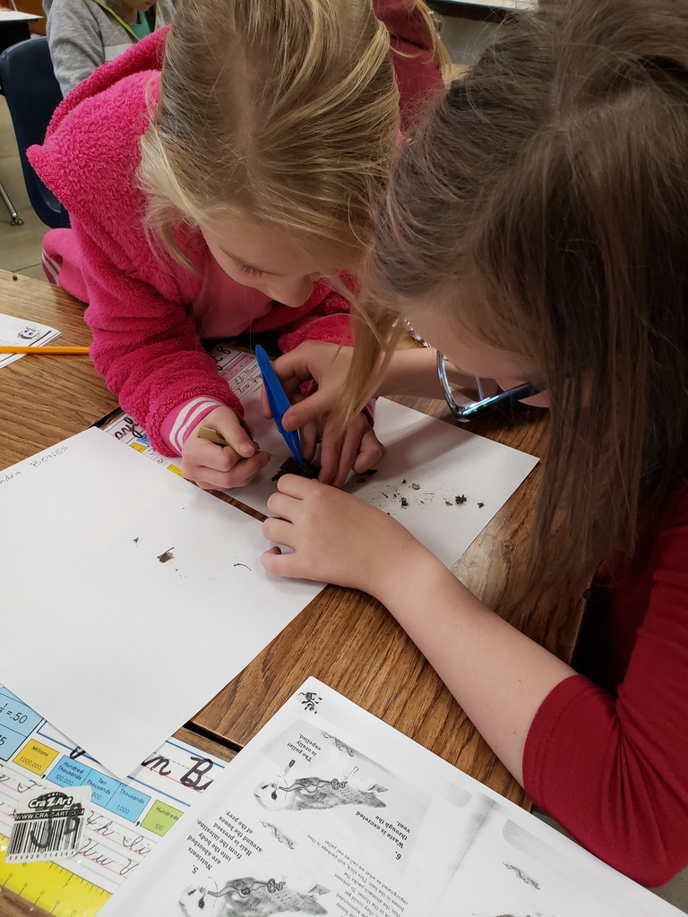 Mrs. Kellogg's 3rd Grade class has been learning about and exploring food chains. We dissected owl pellets and identified bones from many different animals. We found evidence to confirm the food chain. Animals eat plants for food, then animals eat other animals for food. All living things are connected!